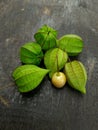 wild fruit Physalis Peruviana or also called Morel Berry, golden yellow fruit has a green membrane Royalty Free Stock Photo