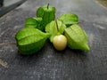 wild fruit Physalis Peruviana or also called Morel Berry, golden yellow fruit has a green membrane Royalty Free Stock Photo