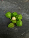 wild fruit Physalis Peruviana or also called Morel Berry, golden yellow fruit has a green membrane Royalty Free Stock Photo