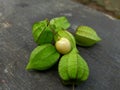 wild fruit Physalis Peruviana or also called Morel Berry, golden yellow fruit has a green membrane Royalty Free Stock Photo