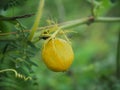 Fetid passionflower, Scarletfruit passionflower, Stinking passionflower (Passiflora foetida) in garden Royalty Free Stock Photo