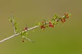 Wild Fruit in semi desertic environment, Calden forest, Royalty Free Stock Photo