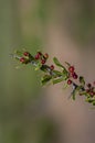 Wild Fruit in semi desertic environment, Calden forest, Royalty Free Stock Photo