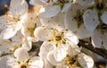 Wild fruit tree blossoms. Beautiful white flowers, beginning of spring. Royalty Free Stock Photo
