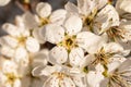 Wild fruit tree blossoms. Beautiful white flowers, beginning of spring. Royalty Free Stock Photo