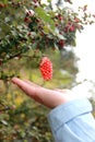 Wild fruit Royalty Free Stock Photo