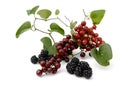 Wild fruits Royalty Free Stock Photo