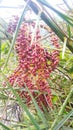 Wild fruits in indian forest