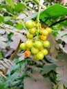 Wild fruits smilax aspera image india Royalty Free Stock Photo