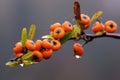 Wild fruits under the rain Royalty Free Stock Photo