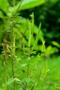 Tare`s seeds Royalty Free Stock Photo