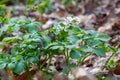 Common fumewort, Corydalis solida, white flowering plant