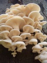 Wild Fungi