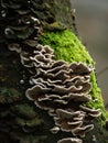 Wild Fungi