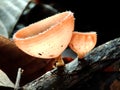 Wild fungis