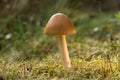 Wild fungus. Brown mushroom, natural environment background.