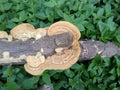 wild fungus on dead logs