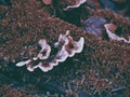 Wild fungus on a dead tree trunk covered in moss Royalty Free Stock Photo