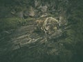 Wild fungus on a dead tree trunk covered with moss Royalty Free Stock Photo