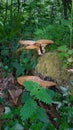 Wild fungus in a Devon woodland uk