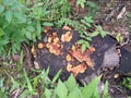 Wild fungus growing on abandoned tree stumps