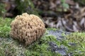 Wild fungus growing in a wood