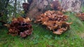 Wild fungus on a tree in devon