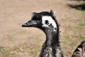 Wild funny australian emu Royalty Free Stock Photo