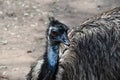 Wild funny australian emu Royalty Free Stock Photo