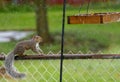 Gray squirrel standing on fence looking at birdfeeder in rain