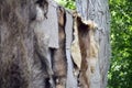 Wild animals fur hanging  outside. Royalty Free Stock Photo