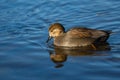 A wild gadwall male, a brown and grey duck in water Royalty Free Stock Photo