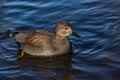 A wild gadwall male, a brown and grey duck Royalty Free Stock Photo