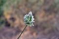 Wild gallium flower on green and brown abstract.