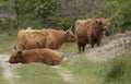 Wild galloways animals in the wild dunes of netherlands Royalty Free Stock Photo