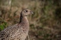 Wild game bird, female pheasant (phasianus colchicus) 1 Royalty Free Stock Photo