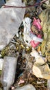 wild garbage dump. residual glass, plastics in the forest Royalty Free Stock Photo