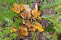 Petasites hybridus plant during fall