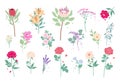 Wild and Garden Summer Flowers Collection Royalty Free Stock Photo