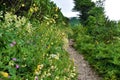 Wild garden with yellow melancholy thistle (Cirsium erisithales)