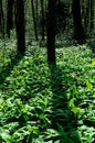 Wild garlic