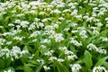 Wild garlic