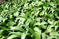 Wild garlic