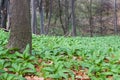 Wild garlic Royalty Free Stock Photo