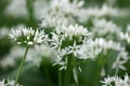 Wild garlic