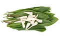 Wild garlic Allium tricoccum