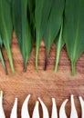 Wild garlic Allium tricoccum on wood background