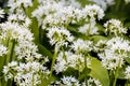 Wild garlic, Allium ursinum, blossom in spring, Bavaria, Germany, Europe