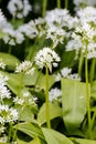 Wild garlic, Allium ursinum, blossom in spring, Bavaria, Germany, Europe