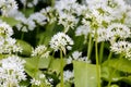 Wild garlic, Allium ursinum, blossom in spring, Bavaria, Germany, Europe